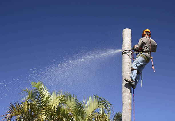 Mcalmont, AR Tree Care Company